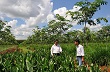 Trồng xen canh giúp tăng thu nhập